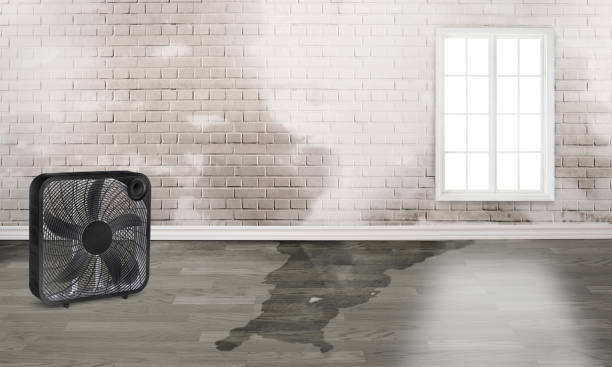 Best Professional water damage repair  in Dallas, GA